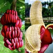 Red Dacca Red Banana Fruit Seeds for Planting – Heirloom & Non-GMO Tropical Garden Seeds