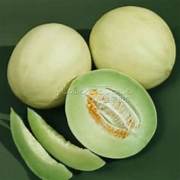 Cantaloupe fruit seeds for planting - Heirloom & Non-GMO Garden seeds, sweet yellow melons for home gardens