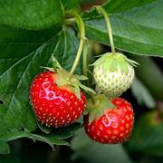 Edible Red Mock Strawberry fruit seeds for planting - Heirloom & Non-GMO Garden seeds for decorative berries