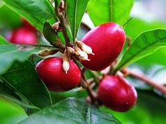 Miracle Fruit fruit seeds for planting – Heirloom & Non-GMO sweet flavor-changing garden seeds