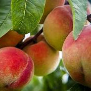 Glohaven Peach Palm fruit seeds for planting - Heirloom & Non-GMO Garden seeds, tropical juicy fruits for home gardens