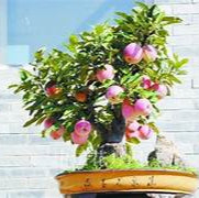 Elegant Bonsai Apple fruit seeds for planting - Heirloom & Non-GMO Garden seeds, perfect for decorative gardens