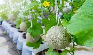 Honey Dew Melon fruit seeds for planting - Heirloom & Non-GMO sweet rare garden seeds