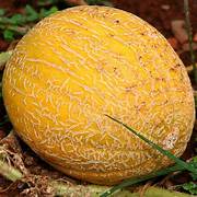 Cucumis Melo fruit seeds for planting - Heirloom & Non-GMO Garden seeds