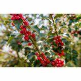 Red Ilex Opaca fruit seeds for planting – Heirloom & Non-GMO garden seeds for vibrant evergreen berries