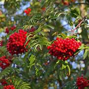 Sorbus Aucuparia fruit seeds for planting – Heirloom & Non-GMO garden seeds, ornamental berries for wildlife gardens