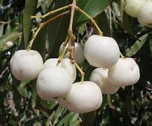 White Apple seeds for planting - Heirloom & Non-GMO crisp premium fruit tree garden seeds