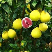 Valentine Pomelo fruit seeds for planting - Heirloom & Non-GMO Garden seeds