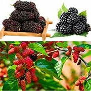 Rare Mulberry fruit seeds for planting - Heirloom & Non-GMO Garden seeds, sweet nutritious berry harvests