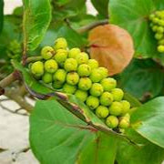 Seagrapes fruit seeds for planting – Heirloom & Non-GMO garden seeds, ideal for coastal and lush gardens