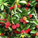 Mixed Bayberry fruit seeds for planting – Heirloom & Non-GMO garden seeds, aromatic berry mix for unique landscapes