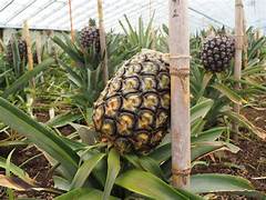 Black Pineapple fruit seeds for planting - Heirloom & Non-GMO Garden seeds