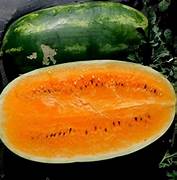 Orange Watermelon fruit seeds for planting - Heirloom & Non-GMO Garden seeds, refreshing melons for summer gardens