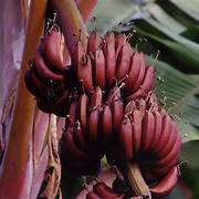 Red Dacca Red Banana Fruit Seeds for Planting – Heirloom & Non-GMO Tropical Garden Seeds
