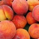 Glohaven Peach Palm fruit seeds for planting - Heirloom & Non-GMO Garden seeds, tropical juicy fruits for home gardens