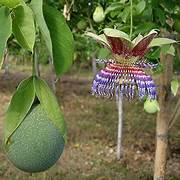 Green Passiflora Maliformis fruit seeds for planting - Heirloom & Non-GMO Garden seeds