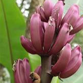 Maroon Banana fruit seeds for planting - Heirloom & Non-GMO Garden seeds