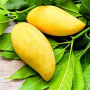 Nam Doc Mai Thailand Mango fruit seeds for planting - Heirloom & Non-GMO Garden seeds