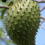 Guanabana fruit seeds for planting – Heirloom & Non-GMO garden seeds, sweet and creamy tropical fruit variety