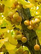 Biloba fruit seeds for planting - Heirloom & Non-GMO Garden seeds, hardy unique fruit trees for outdoor gardens