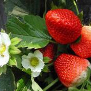 Edible Red Mock Strawberry fruit seeds for planting - Heirloom & Non-GMO Garden seeds for decorative berries