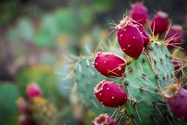 Red Opuntia Ficus Indica fruit seeds for planting – Heirloom & Non-GMO vibrant cactus garden seeds