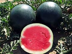 Black Watermelon seeds for planting - Heirloom & Non-GMO crisp summer fruit garden seeds