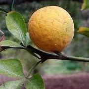 Hardy Bitter Orange fruit seeds for planting – Heirloom & Non-GMO garden seeds, resilient citrus variety
