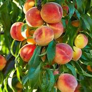 Georgia Belle Peach fruit seeds for planting - Heirloom & Non-GMO Garden seeds for sweet stone fruit trees