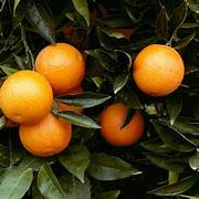 Fresh Orange Fruit Seeds for Planting - Heirloom & Non-GMO Garden Seeds