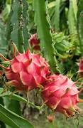 Pitaya fruit seeds for planting - Heirloom & Non-GMO Garden seeds