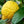 Yellow Citron Citrus plant seeds for planting - Heirloom & Non-GMO Garden seeds