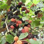 Rare Mulberry fruit seeds for planting - Heirloom & Non-GMO Garden seeds, sweet nutritious berry harvests
