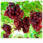 Grape fruit seeds for planting - Heirloom & Non-GMO Garden seeds, red-green variety for garden enthusiasts