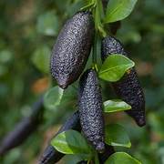 Alstonville Finger Lime fruit seeds for planting - Heirloom & Non-GMO garden seeds, container-friendly citrus