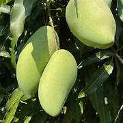Nam Doc Mai Thailand Mango fruit seeds for planting - Heirloom & Non-GMO Garden seeds