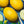 Yellow Melon Fruit Seeds for Planting – Heirloom & Non-GMO Garden seeds, juicy melons for fresh home harvest