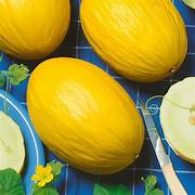 Yellow Melon Fruit Seeds for Planting – Heirloom & Non-GMO Garden seeds, juicy melons for fresh home harvest