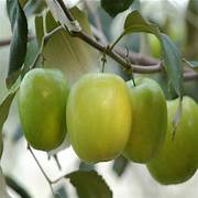 Jujube Apple Grafted fruit seeds for planting - Heirloom & Non-GMO Garden seeds, unique fruitful trees for home gardens