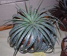 Green Hechtia Argentea succulent seeds for planting – Heirloom & Non-GMO garden seeds for drought-tolerant decor