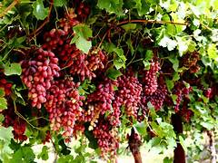Ruby Seedless Grape fruit seeds for planting - Heirloom & Non-GMO garden seeds for sweet classic vines