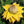 Yellow Lasiocarpa fruit seeds for planting - Heirloom & Non-GMO Garden seeds, rare exotic variety for collectors