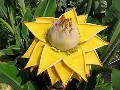 Yellow Lasiocarpa fruit seeds for planting - Heirloom & Non-GMO Garden seeds, rare exotic variety for collectors