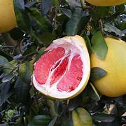 Valentine Pomelo fruit seeds for planting - Heirloom & Non-GMO Garden seeds