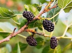 Mulberry fruit seeds for planting - Heirloom & Non-GMO Garden seeds, grow sweet mulberries in home gardens