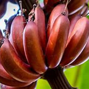 Maroon Banana fruit seeds for planting - Heirloom & Non-GMO Garden seeds
