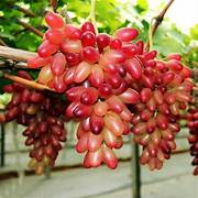 Gold Finger Grape seeds for planting - Heirloom & Non-GMO fruit seeds for sweet red garden vines