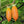 Actinidia Polygama fruit seeds for planting - Heirloom & Non-GMO Garden seeds