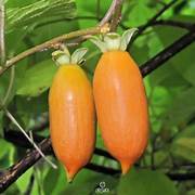Actinidia Polygama fruit seeds for planting - Heirloom & Non-GMO Garden seeds
