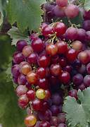 Ruby Seedless Grape fruit seeds for planting - Heirloom & Non-GMO garden seeds for sweet classic vines